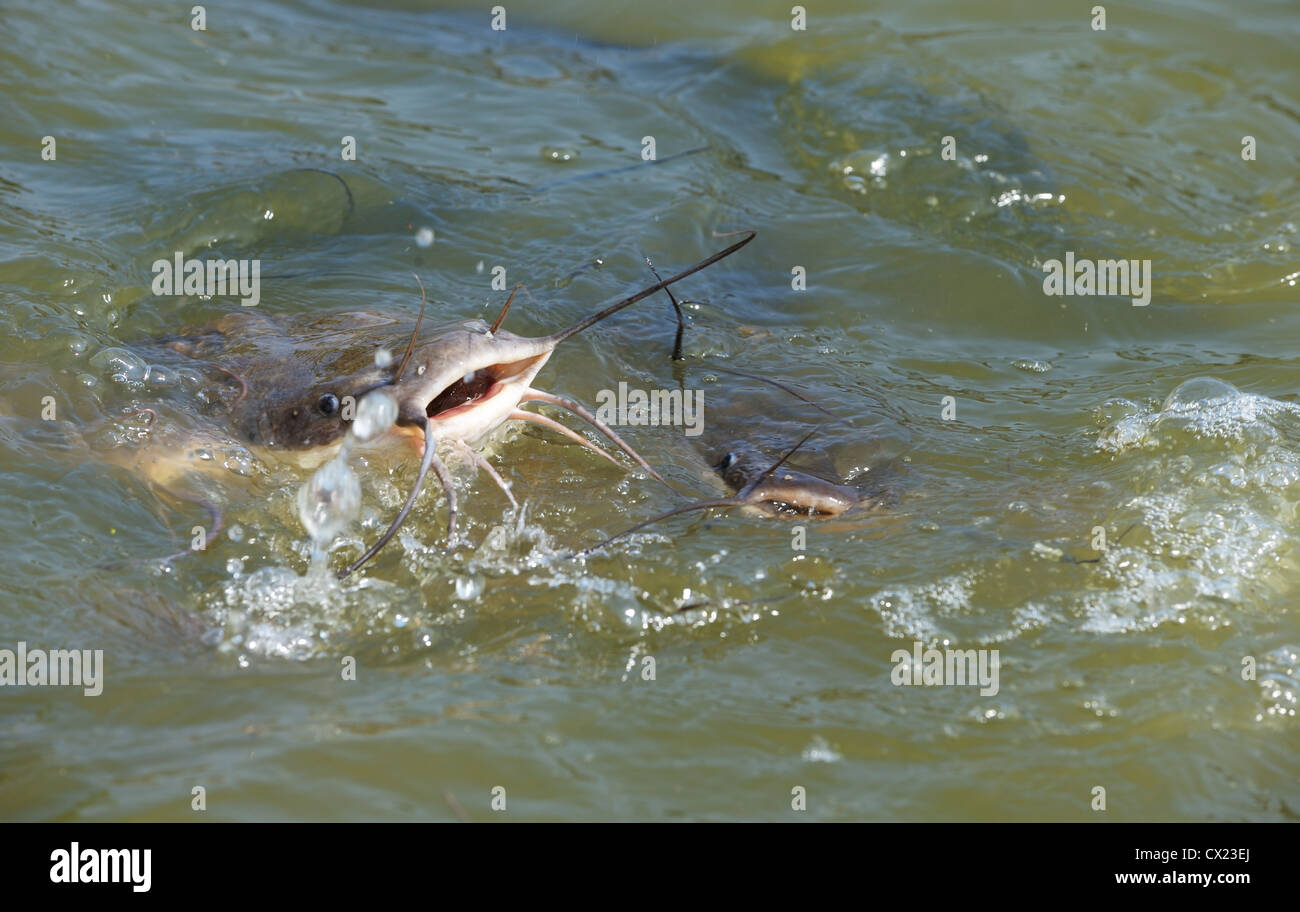 Lupo di mare in acqua di fiume Alexander (Israele) Foto Stock