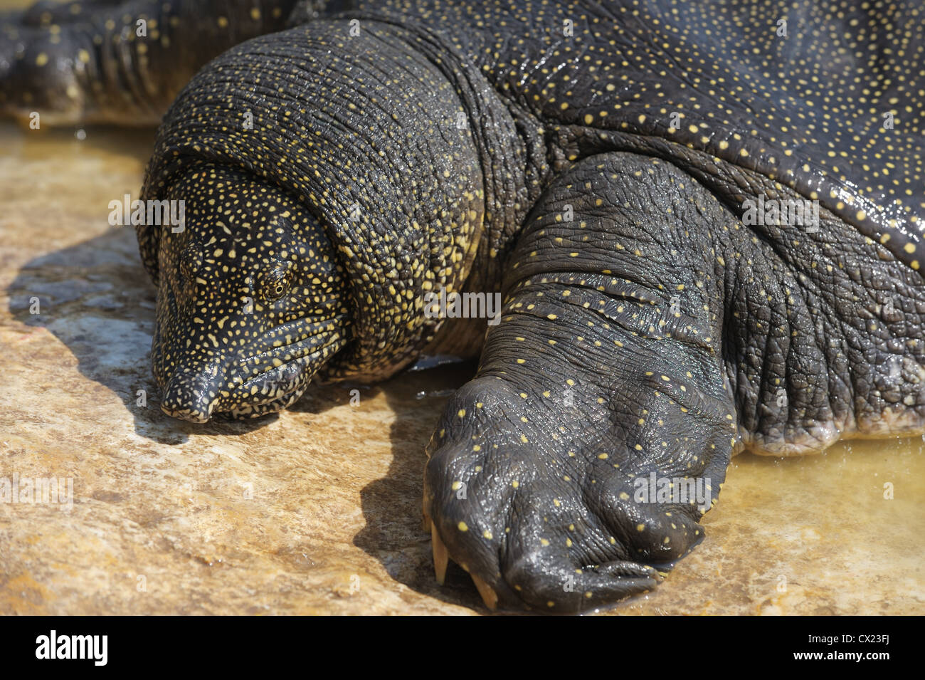 Nilo Soft-decorticati tartaruga (Trionyx triunguis) nel fiume Alexander (Israele) Foto Stock