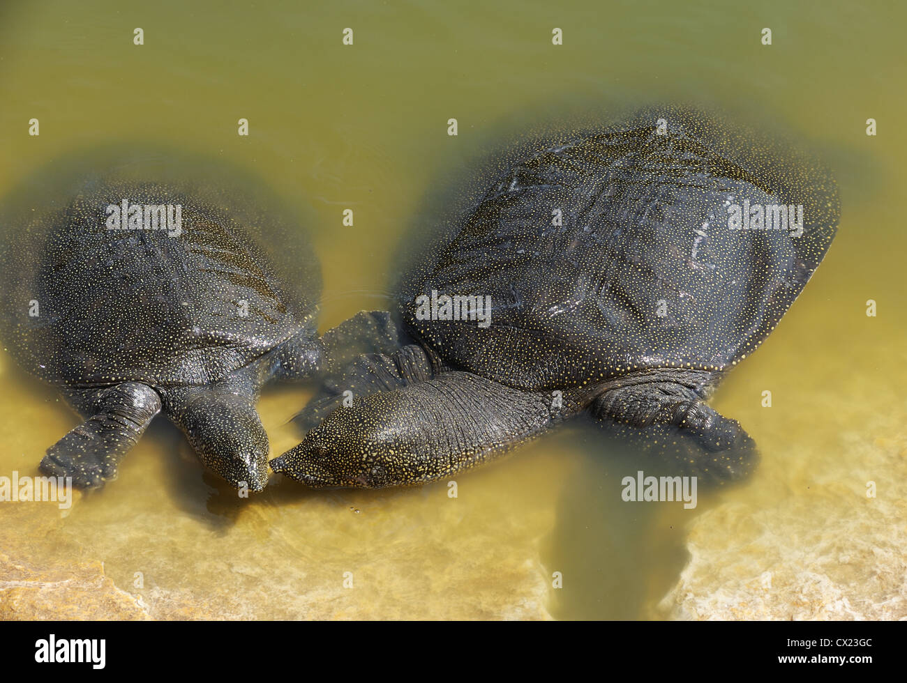 Nilo Soft-decorticati tartaruga (Trionyx triunguis) nel fiume Alexander (Israele) Foto Stock