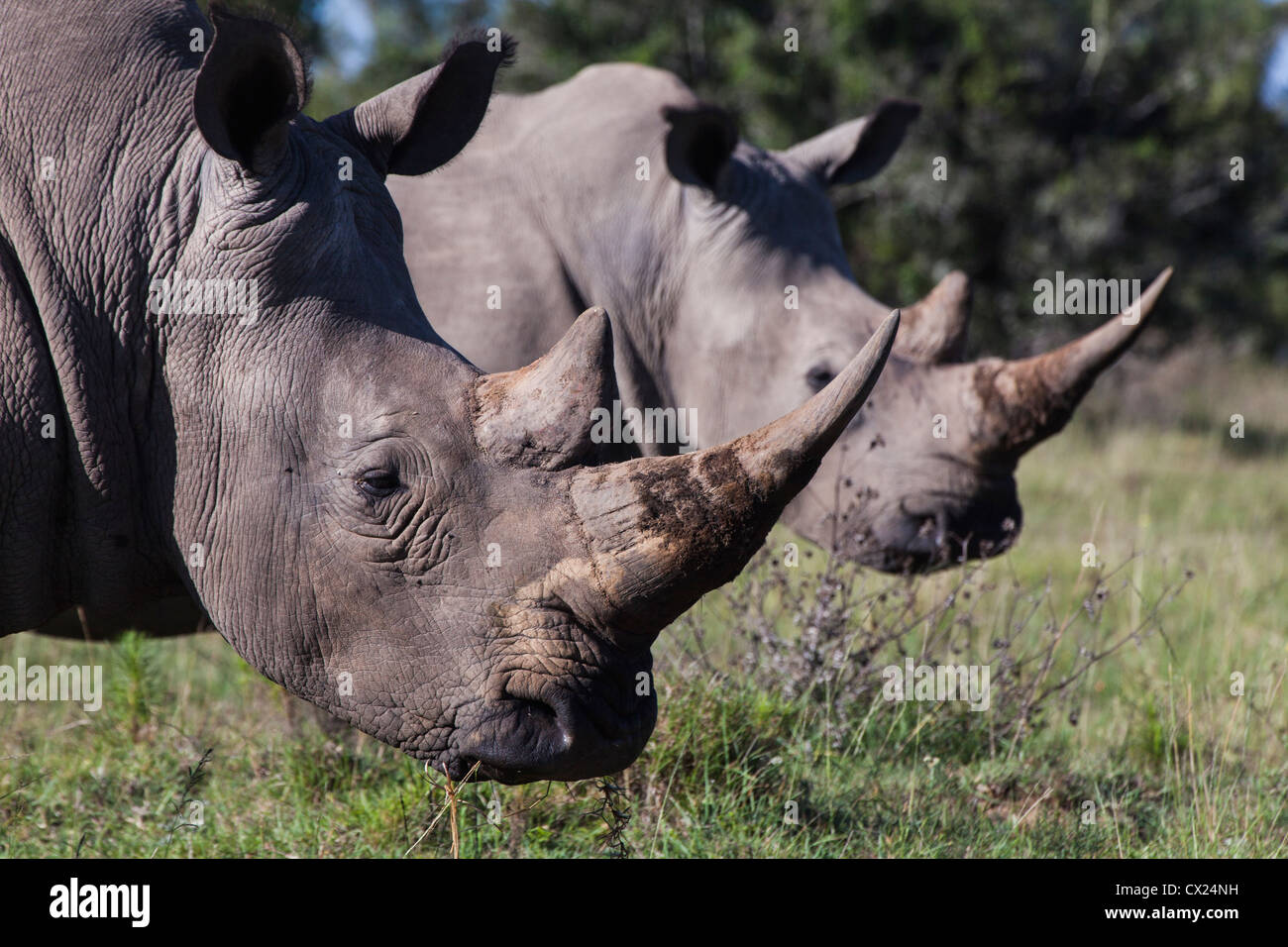 Due rinoceronti in piedi in sequenza mostrando loro le corna, Sud Africa Foto Stock