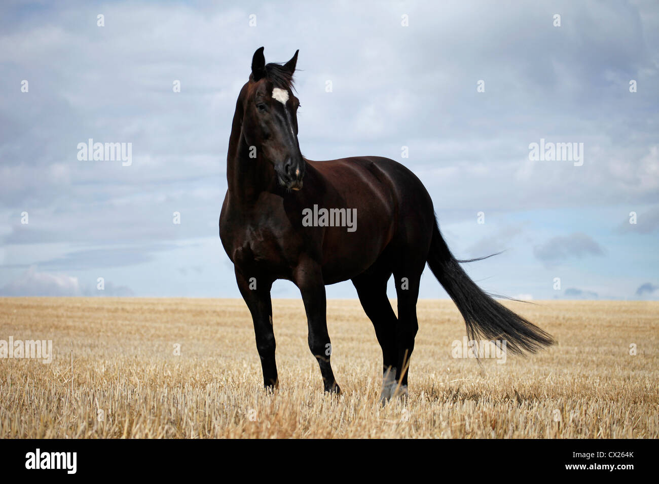 cavallo nero Foto Stock