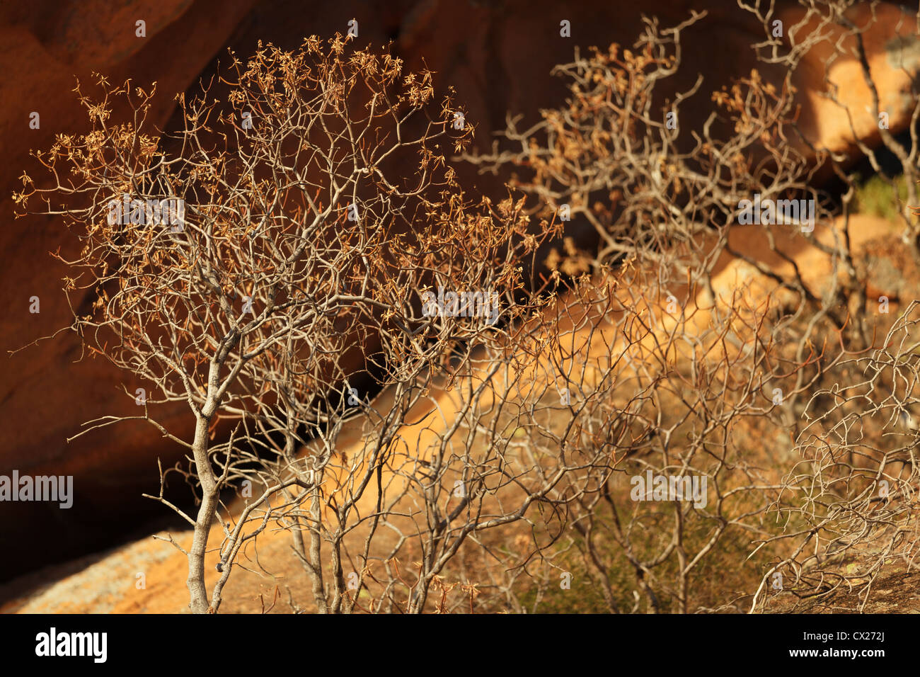 Asciugare pianta mediterranea in natura rocciosa, les calanches, Corsica, Francia Foto Stock