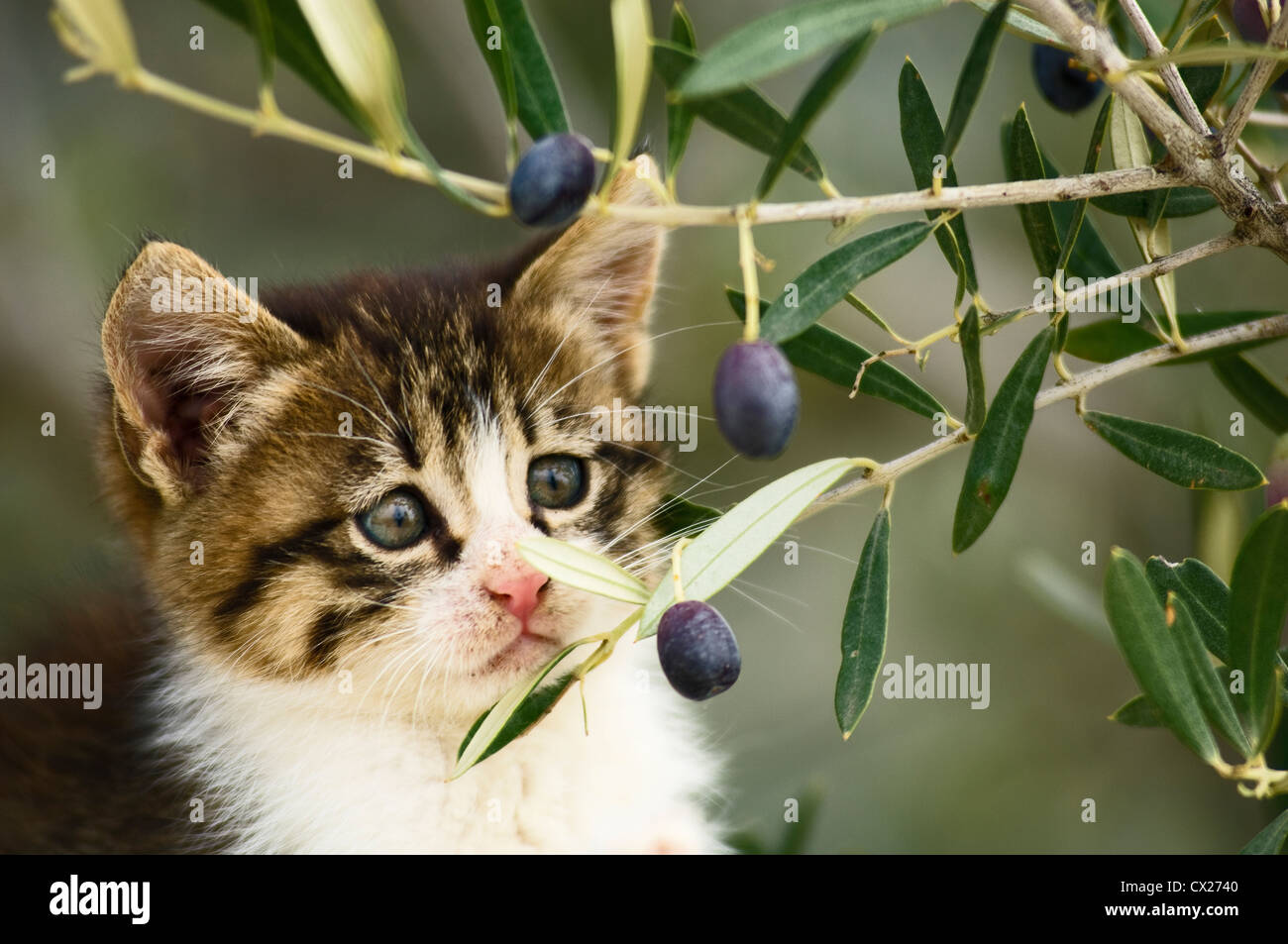 Circa sei settimane vecchio cucciolo guardando curiosamente olive in un albero di olivo Foto Stock