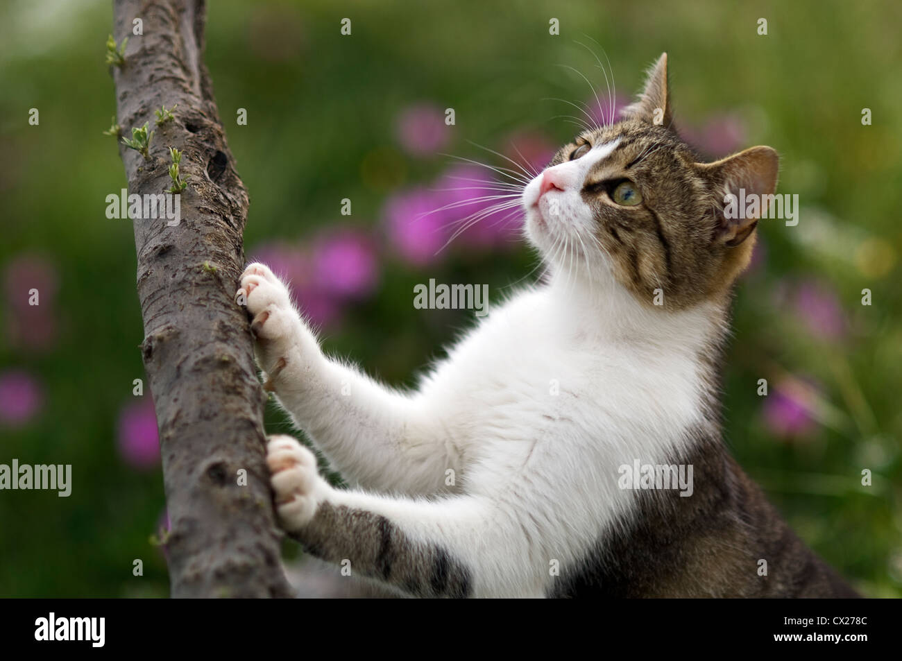 Un tabby e white cat in agguato sotto un albero Foto Stock
