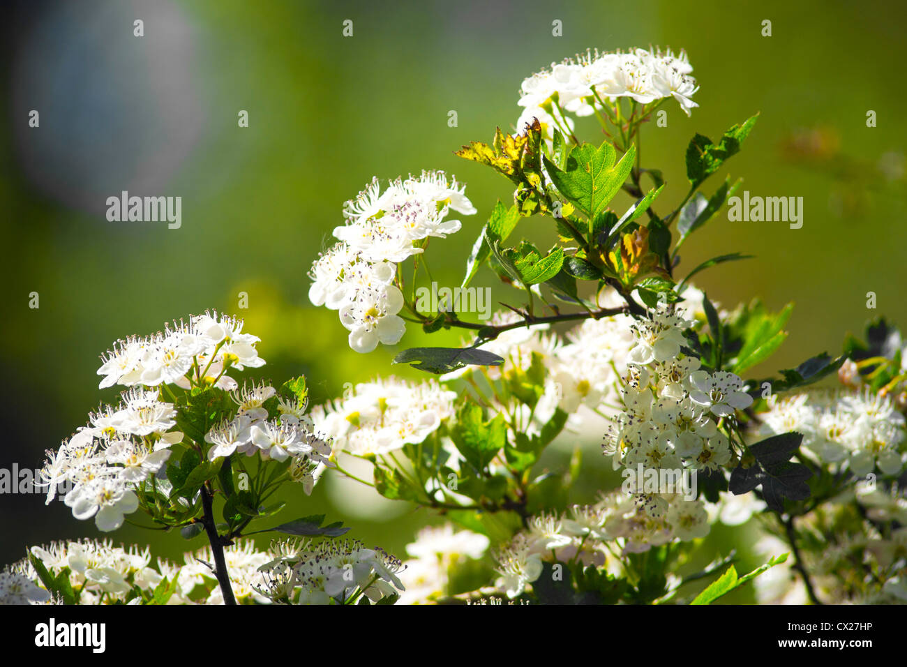 Biancospino Blossom Foto Stock