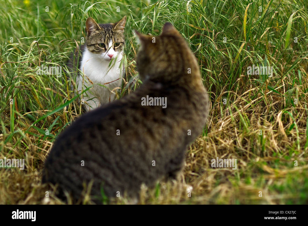 Incontro di due gatti domestici Foto Stock