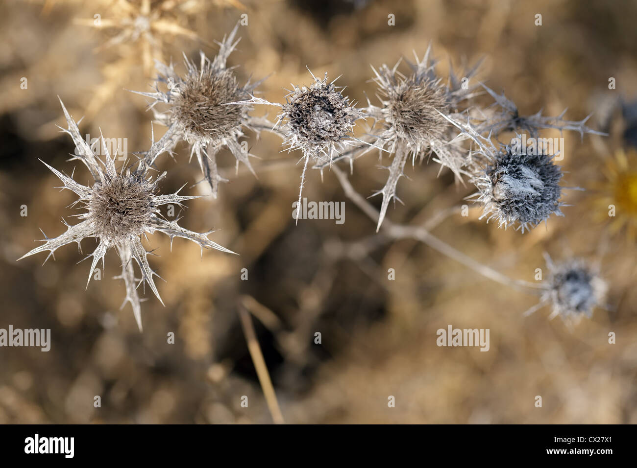 Asciugare il thistle pianta con fiore blossom Foto Stock
