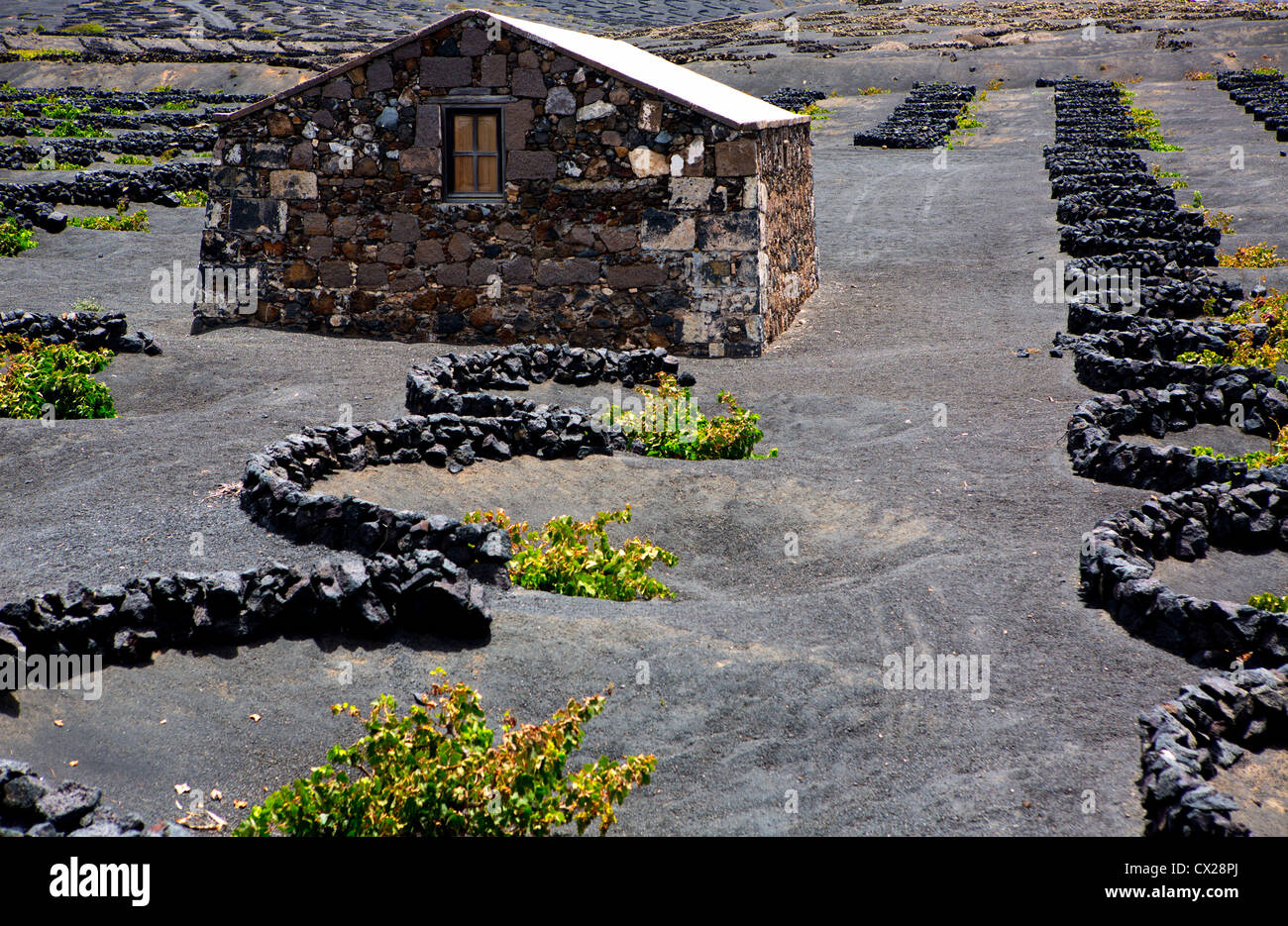 Lanzarote La Geria vigna nero sul suolo di origine vulcanica nelle isole Canarie Foto Stock
