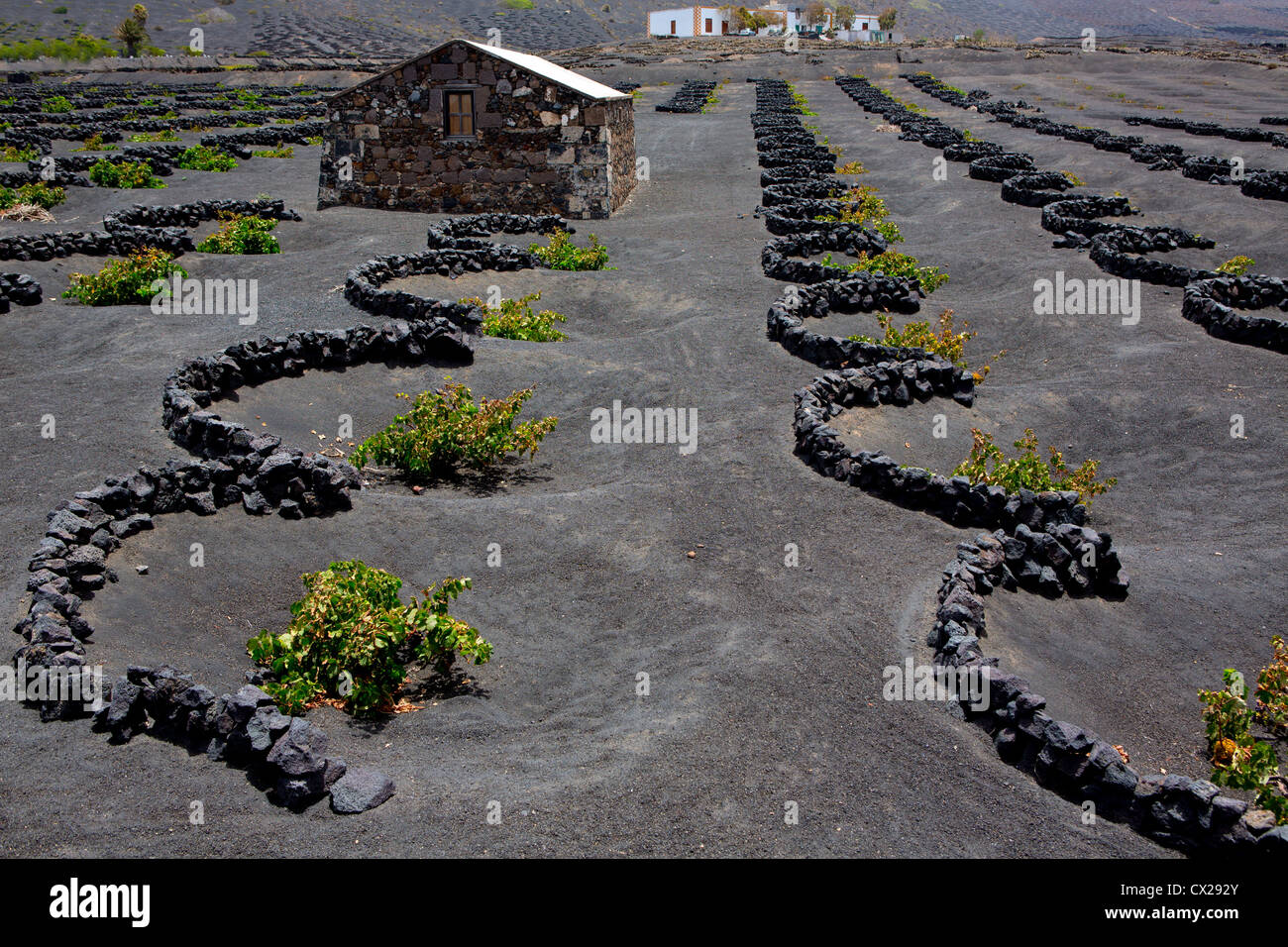 Lanzarote La Geria vigna nero sul suolo di origine vulcanica nelle isole Canarie Foto Stock