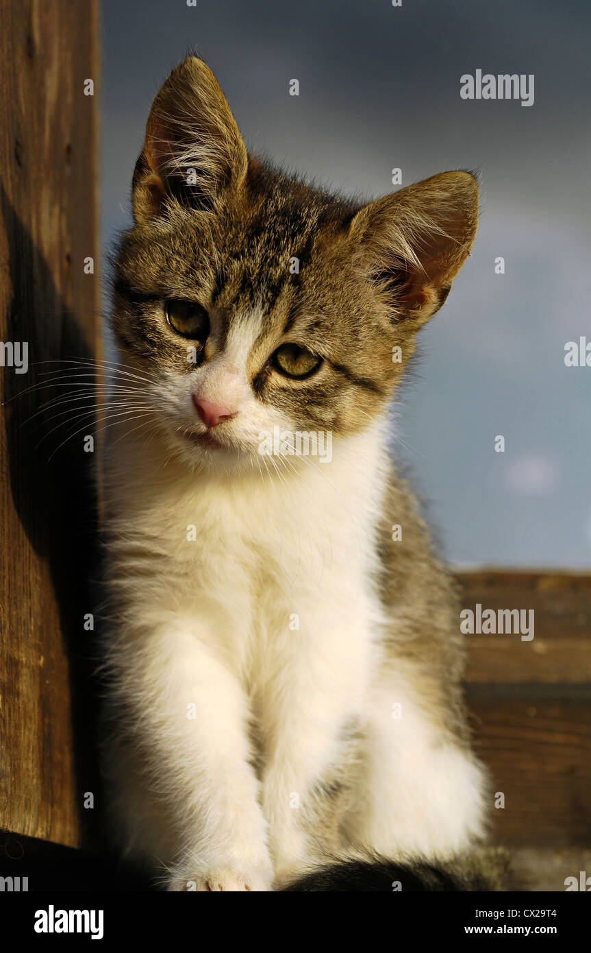 Circa due mesi gattino seduto sul davanzale Foto Stock