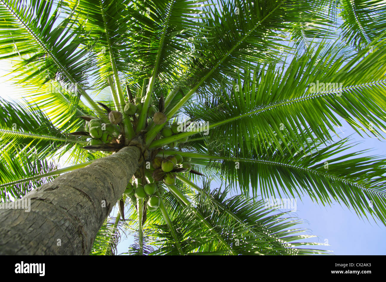 Green Palm tree sul cielo blu sullo sfondo Foto Stock