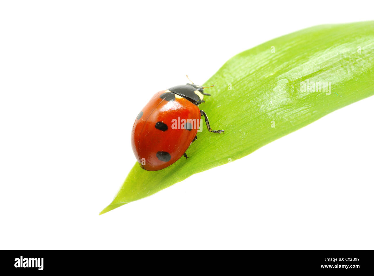 Red Ladybug su erba verde isolato su bianco Foto Stock