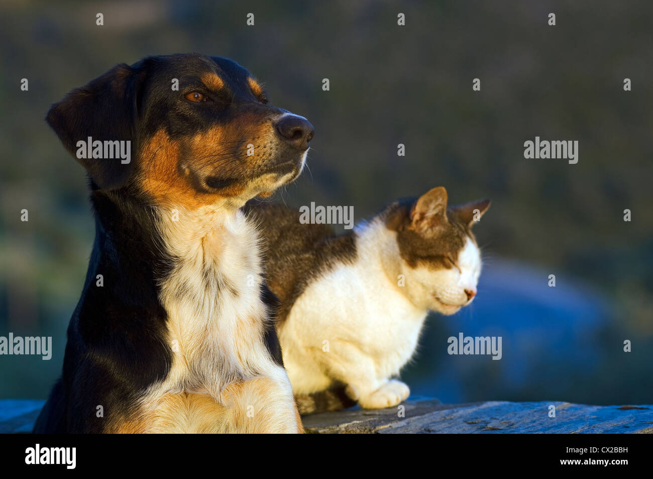 Un gatto e un cane non sanno di cosa parlare Foto Stock