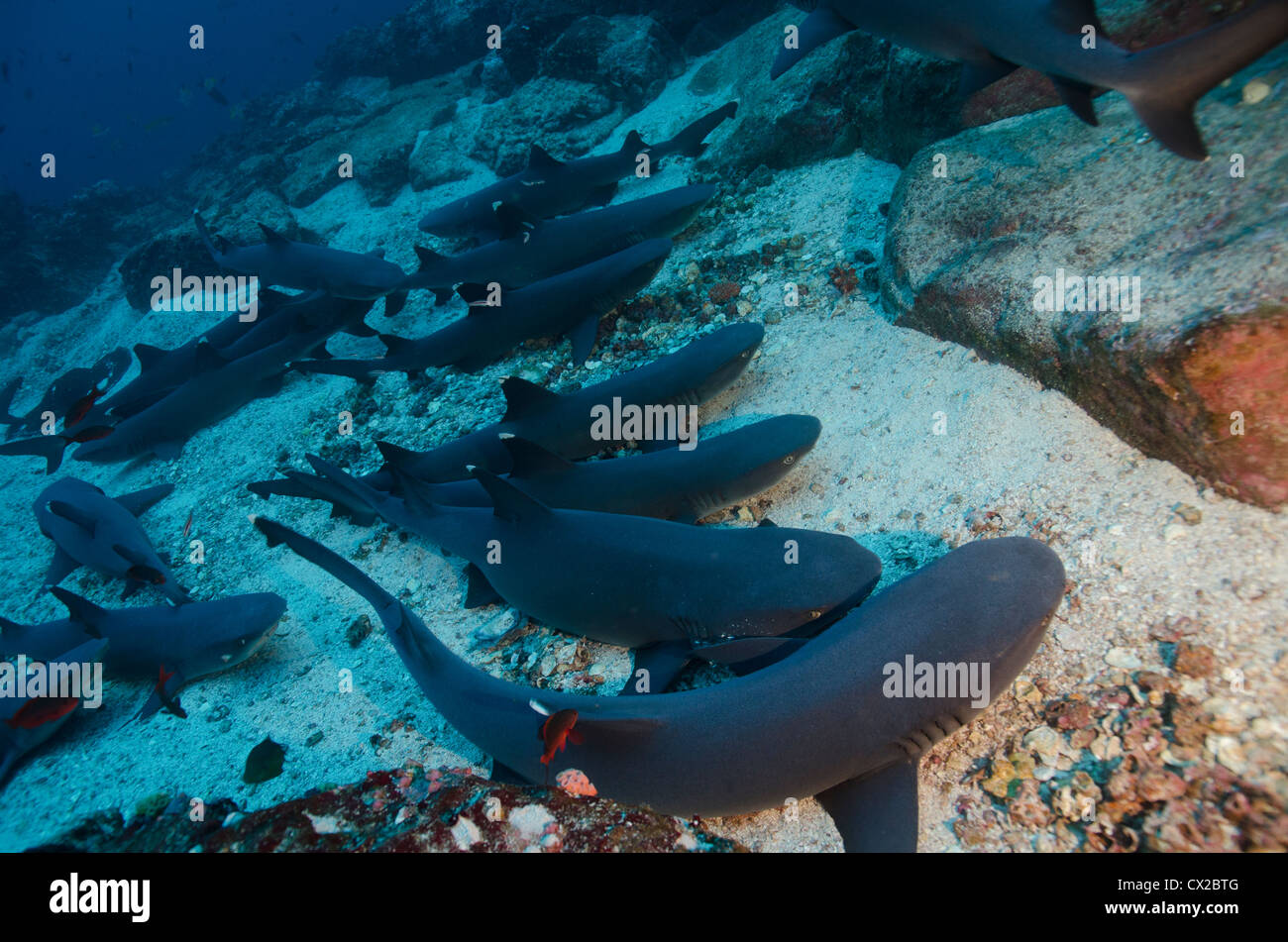Gli squali di Cocos Island, Costa Rica, white tip shark, comunità, società, la famiglia, predator, rilassante, scuba, oceano, oceano mare Foto Stock