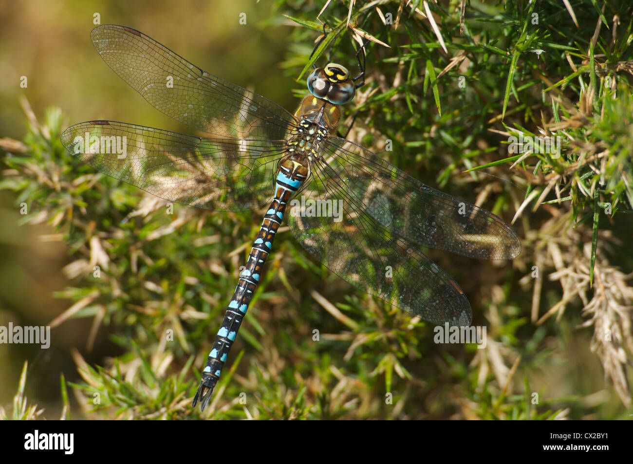 Migrante maschio Hawker dragonfly a riposo su gorse bush Foto Stock