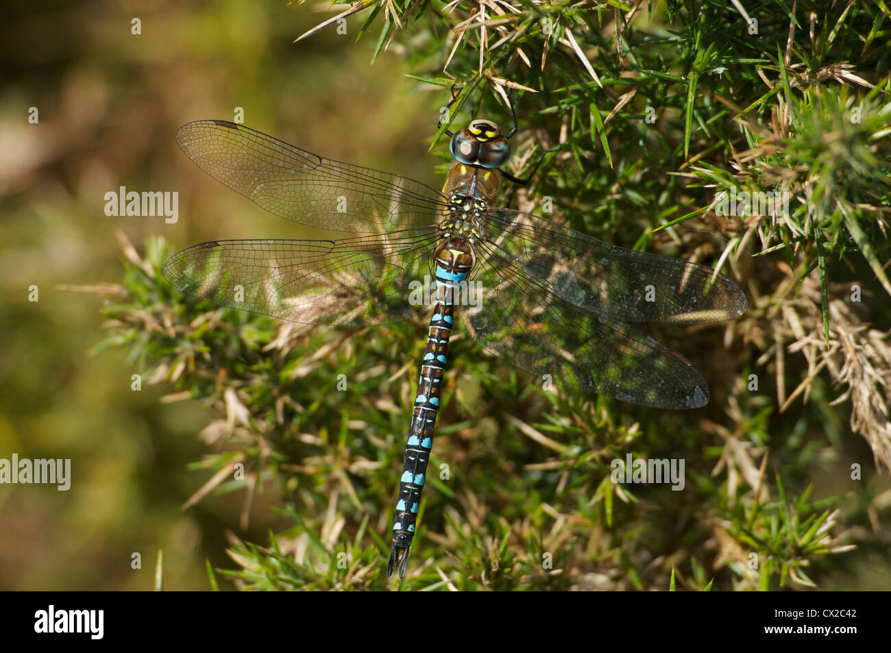 Migrante maschio Hawker dragonfly a riposo su gorse bush Foto Stock