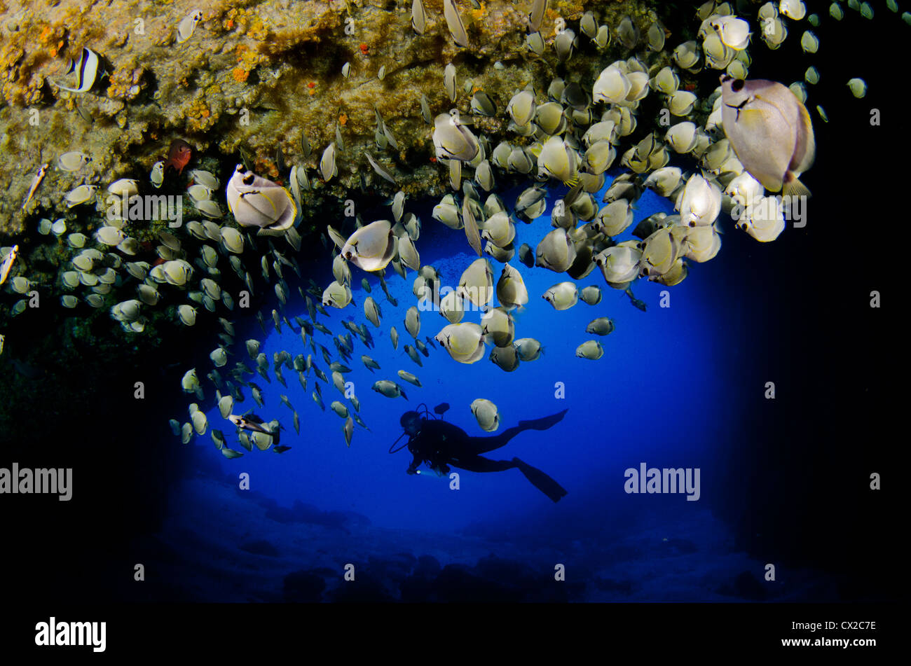 Cocos Island, Costa Rica, subacquea Sea life, subacqueo, femmina subacqueo, silhouette, scuola di pesce, grotta, caverna, acqua azzurra, oceano Foto Stock