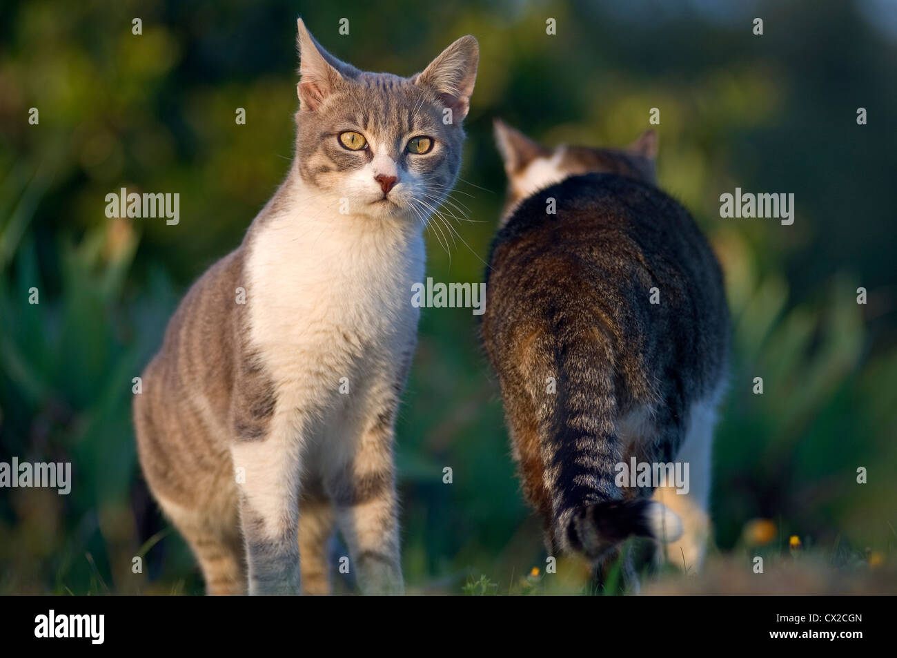 Due gatti domestici in giardino Foto Stock