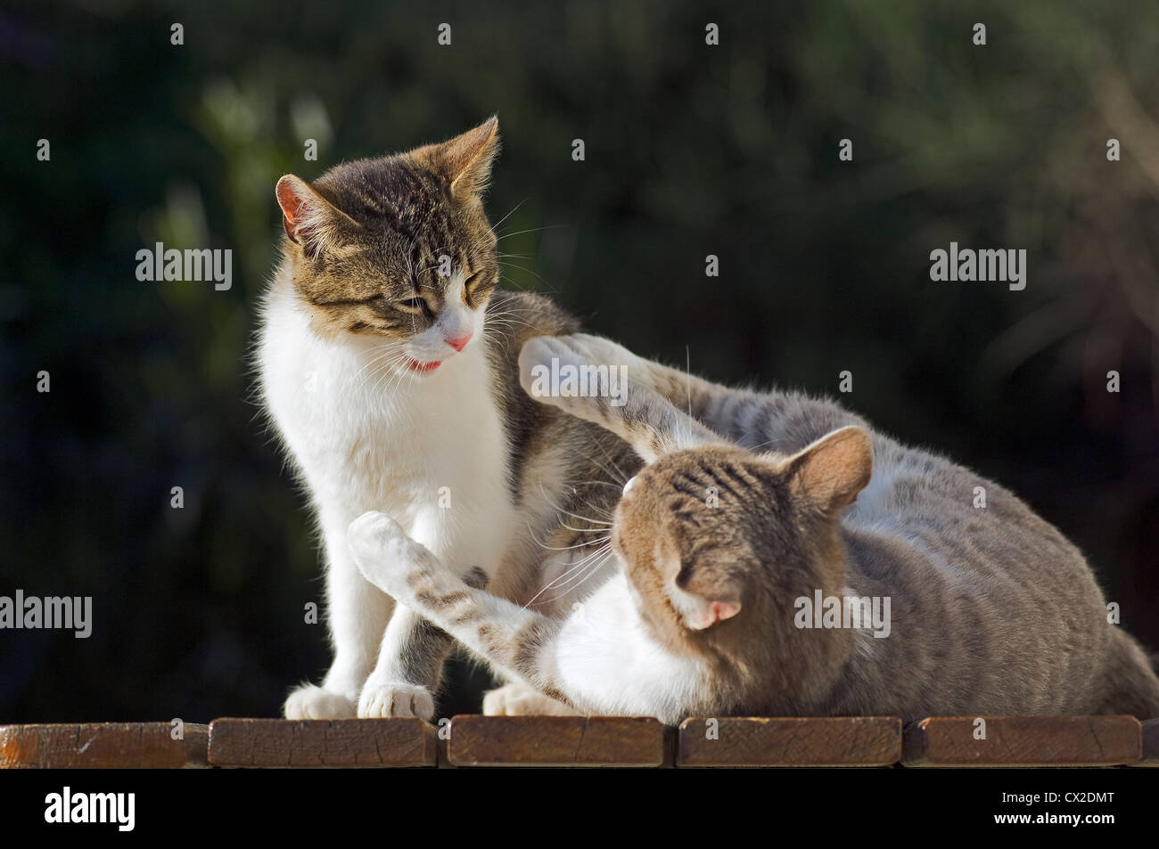 Due lottando gatti Foto Stock