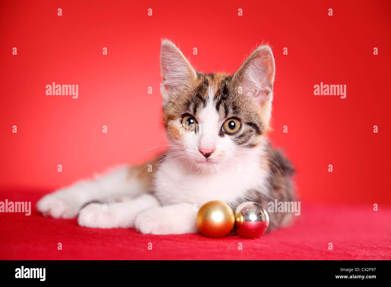 Gattino di menzogne Foto Stock