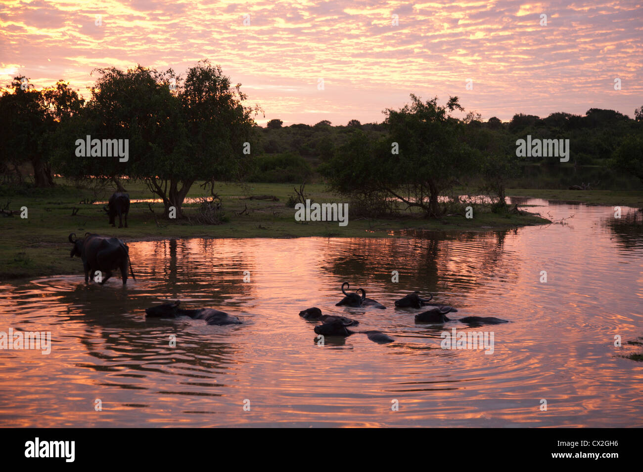 Bufalo d'acqua all'alba, Yala National Park, Sri Lanka Foto Stock