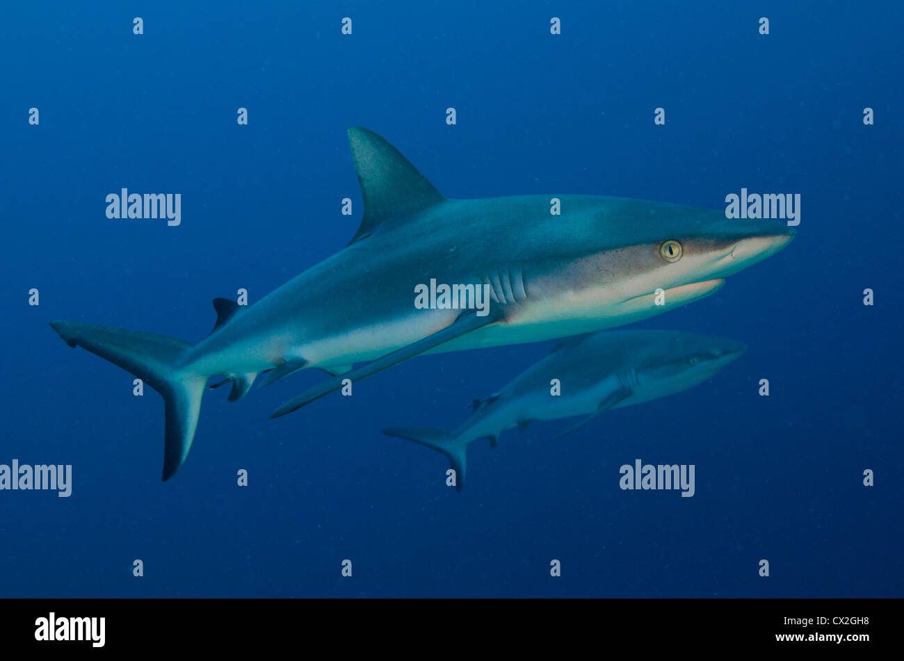 Scena subacquea di Palau, barriere coralline, squali, predator, Grey Reef shark, acqua azzurra, acqua chiara, oceano aperto, mare, scuba. Foto Stock