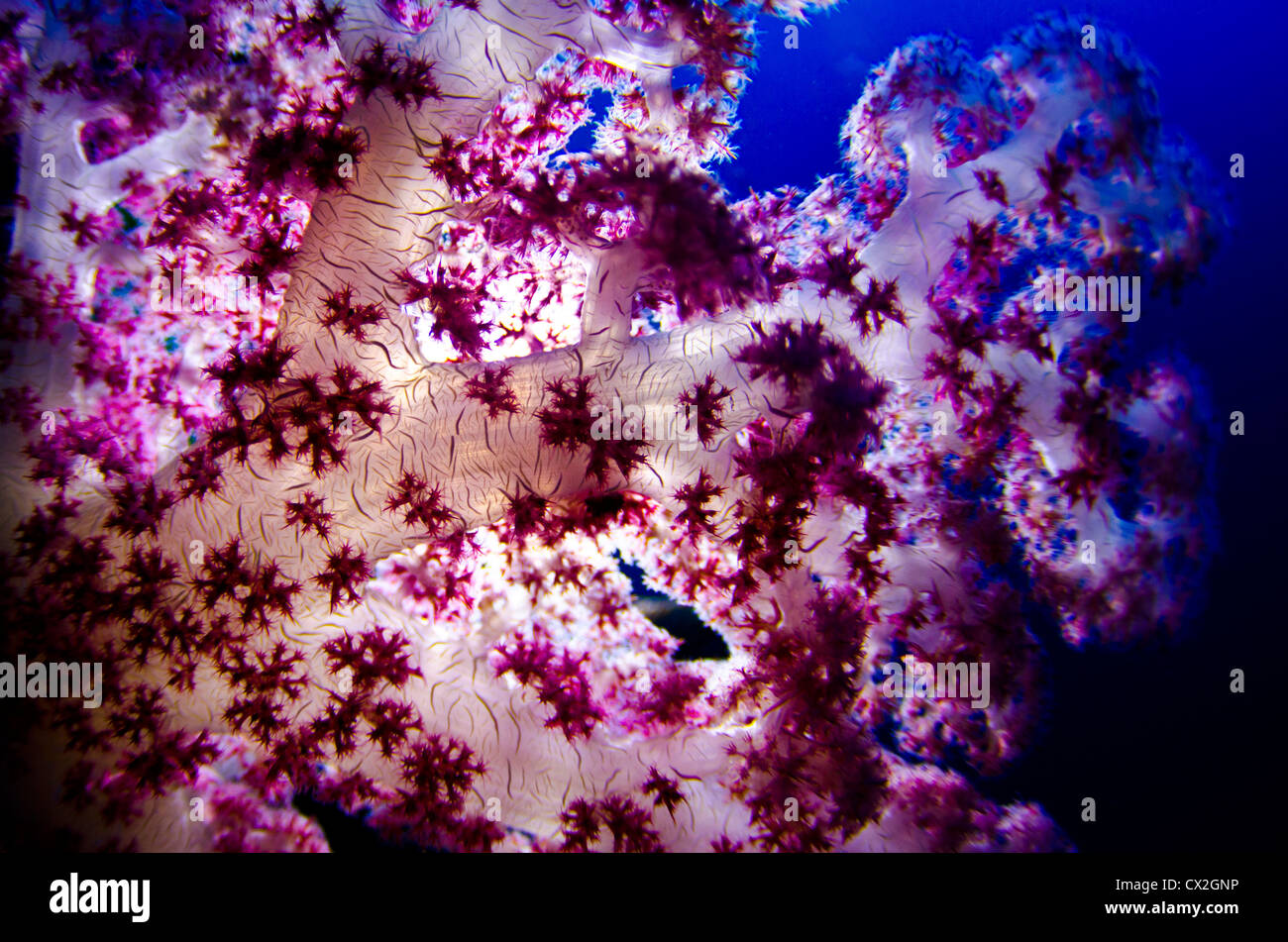 Scena subacquea di Palau, barriere coralline, soft coral, colorato, reef tropicali, rosa, blu acqua, acqua chiara e profonda, oceano mare, Foto Stock