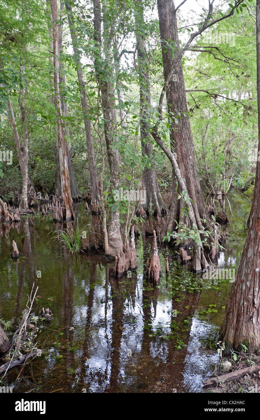 Cypress slough lungo il sentiero Tamiami per voli in Big Cypress Swamp area della Florida del Sud. Foto Stock