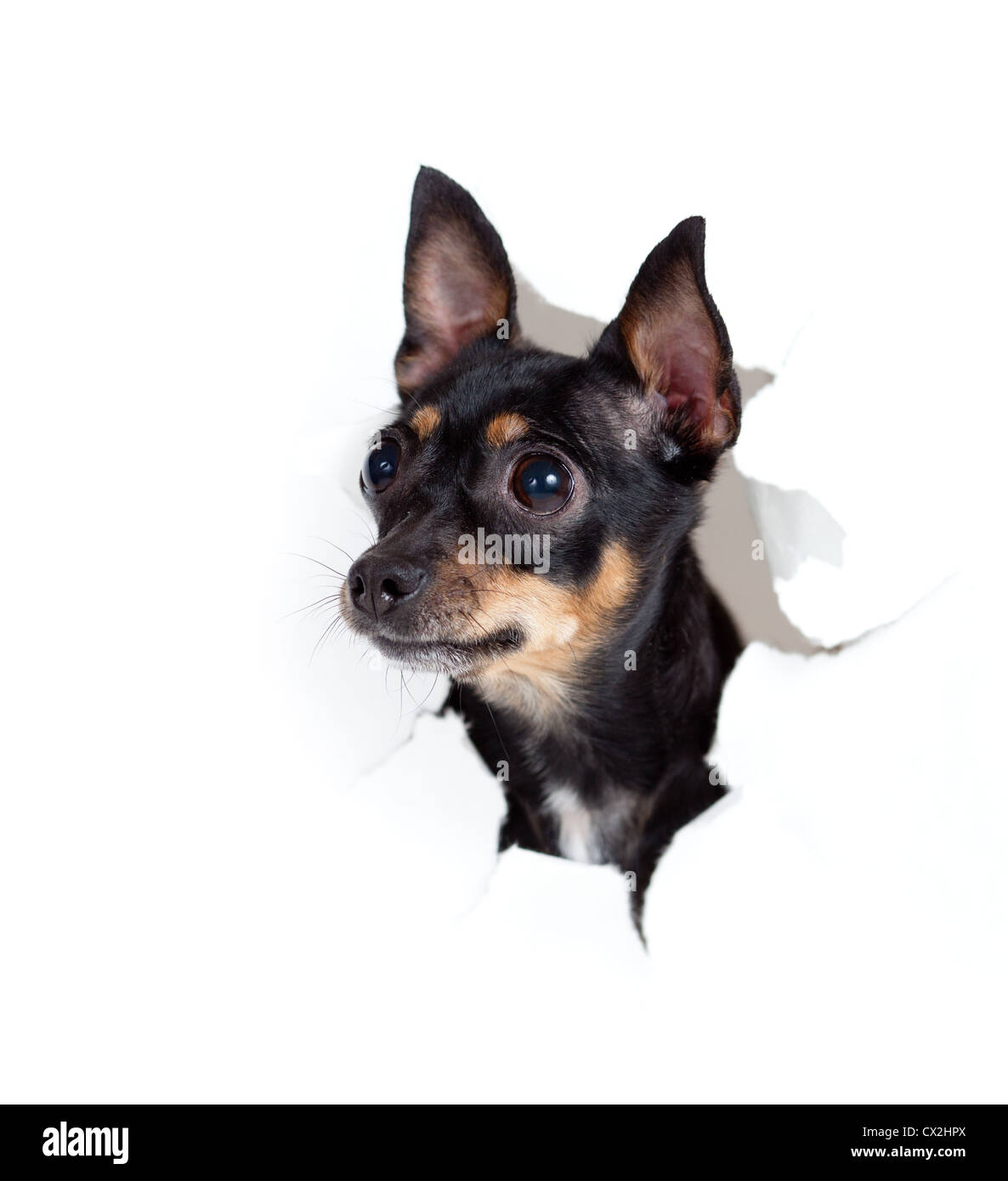 Toy terrier cane nel lato della carta strappata foro isolato Foto Stock