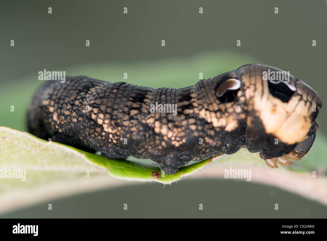 Una chiusura dell'Elefante Hawk Moth Caterpillar, Deilephila elpenor Foto Stock