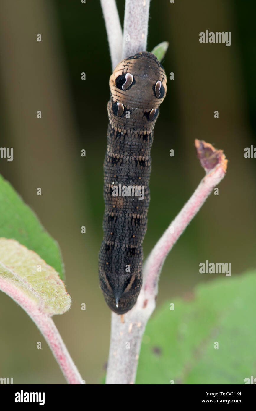 Una chiusura dell'Elefante Hawk Moth Caterpillar, Deilephila elpenor Foto Stock