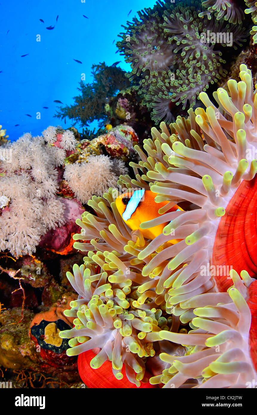 Mar Rosso, subacquea, Coral Reef, la vita del mare e della vita marina, oceano, scuba diving, vacanza, acqua, pesce, pesce di anemone, anemone Foto Stock
