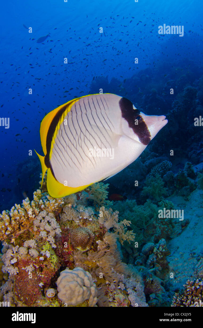Mar Rosso, subacquea, Coral Reef, la vita del mare e della vita marina, oceano, scuba diving, vacanza, acqua, pesci pesci farfalla, acqua blu Foto Stock