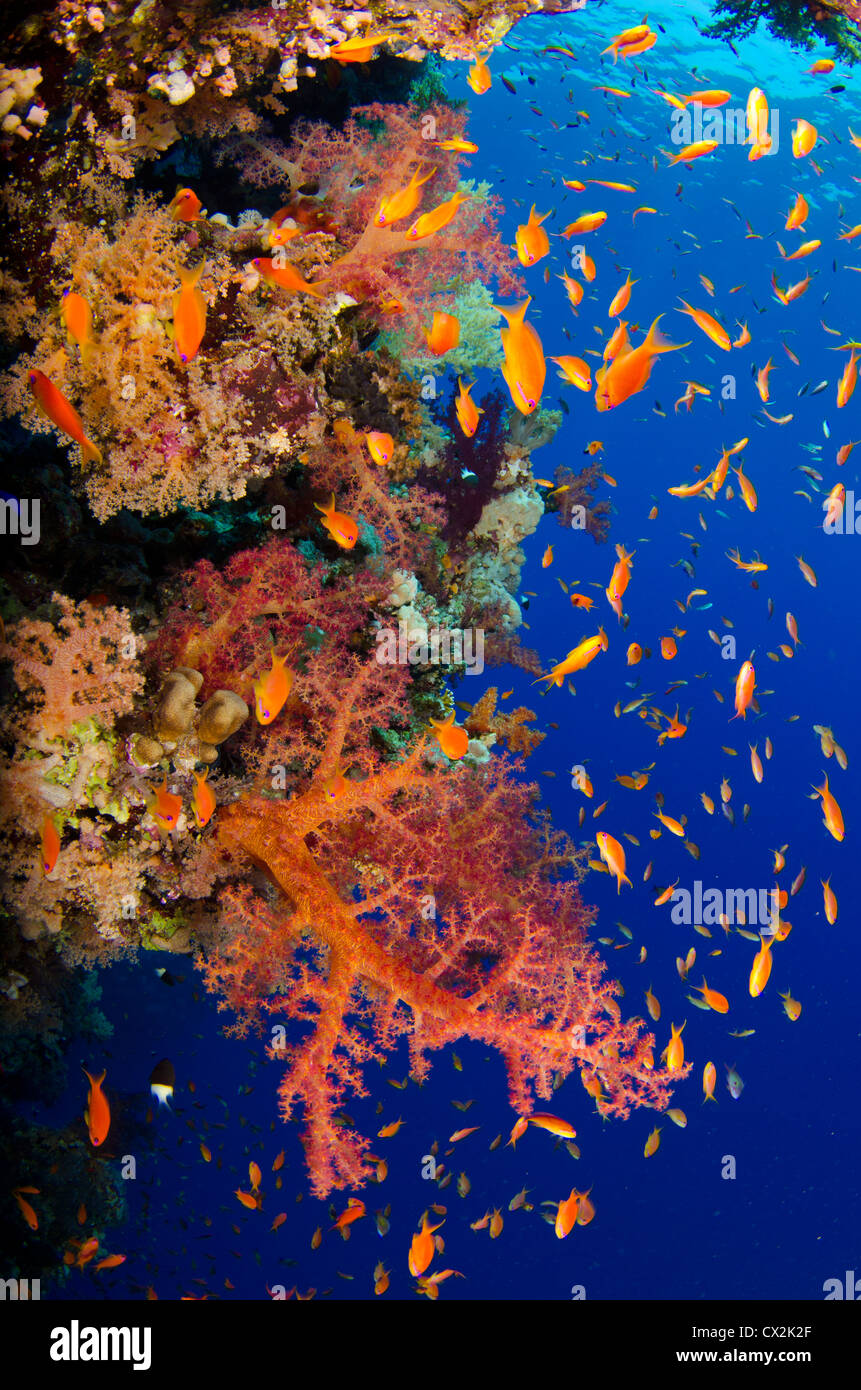 Mar Rosso, subacquea, Coral Reef, la vita del mare e della vita marina, oceano, scuba diving, vacanza, acqua, pesce, anthias fish, colorato Foto Stock
