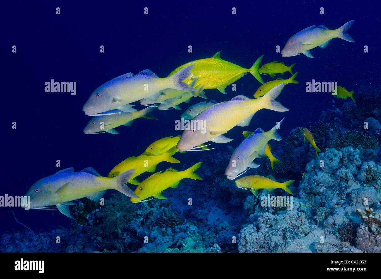 Mar Rosso, subacquea, Coral Reef, la vita del mare e della vita marina, oceano, scuba diving, vacanza, acqua, pesce, pesce di capra, scuola di pesce Foto Stock