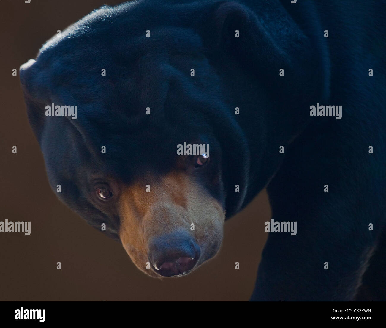 Sun Bear/Honey Bear (Helarctos malayanus) Foto Stock