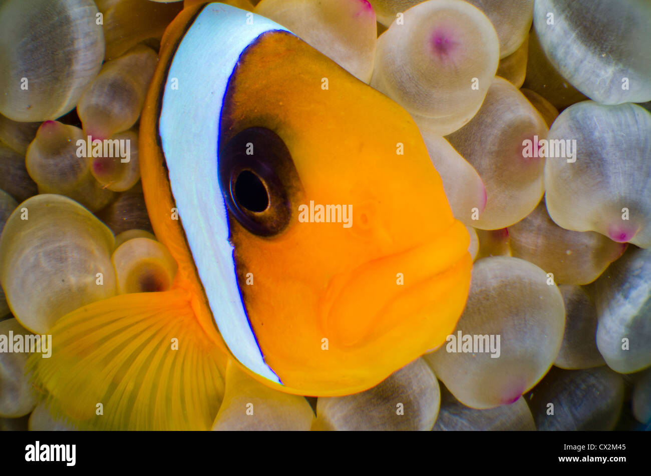 Mar Rosso, subacquea, Coral Reef, la vita del mare e della vita marina, oceano, scuba diving, vacanza, acqua, pesce, anemone, pesce di anemone, colore Foto Stock