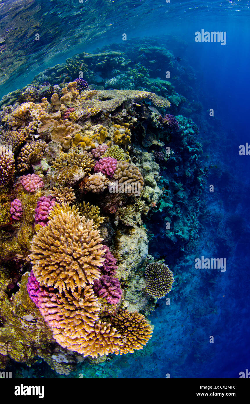 Shallow Coral reef con coralli duri e anthias pesci nel mare Rosso, Egitto, acqua azzurra, acqua chiara, scuba diving,, oceano mare. Foto Stock