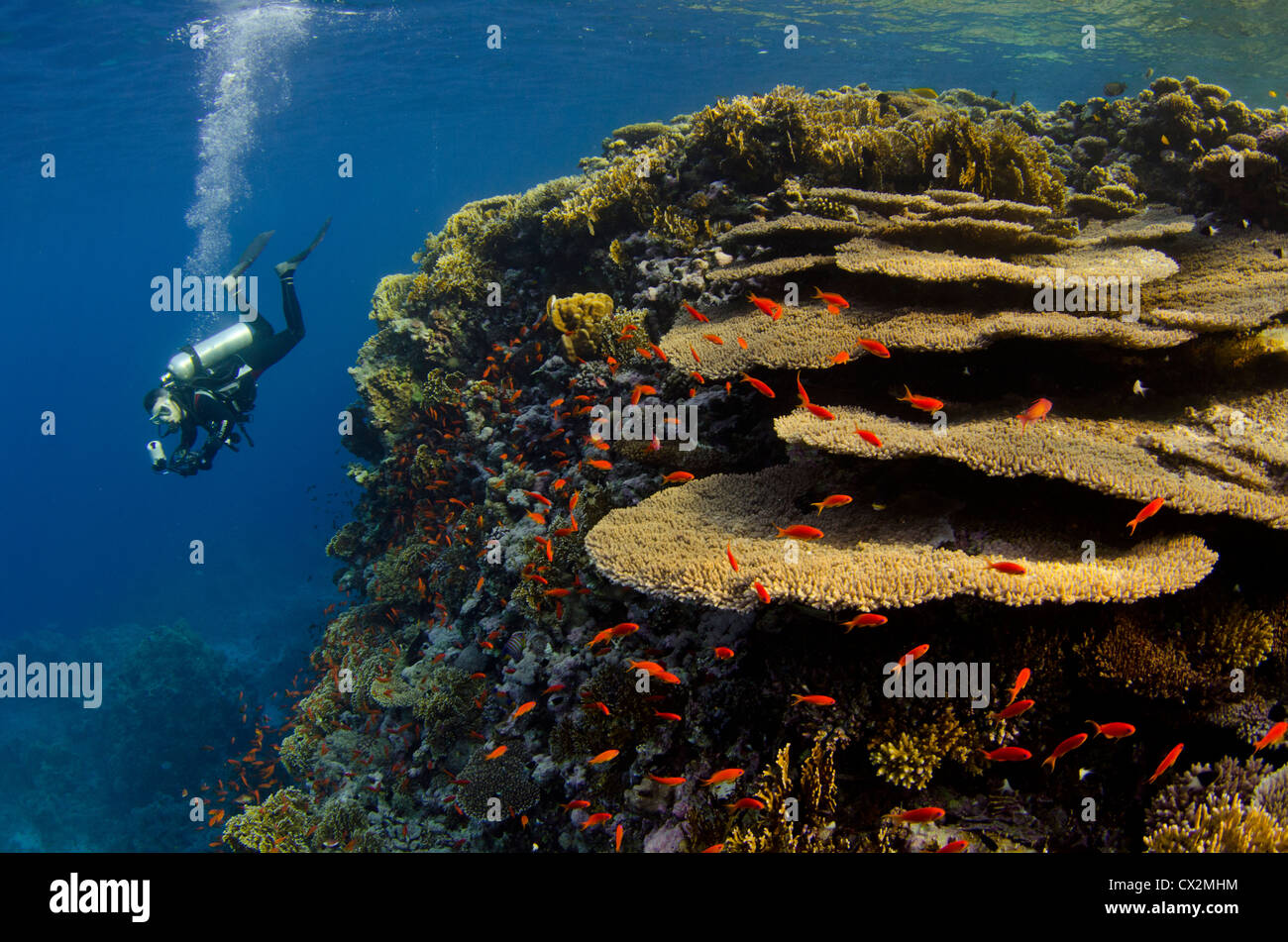 Coral Reef, Mar Rosso, Egitto, fondali bassi acqua blu, coralli duri, corallo, colorato, colore, subacquea, Coral reef, subacqueo, scuba Foto Stock