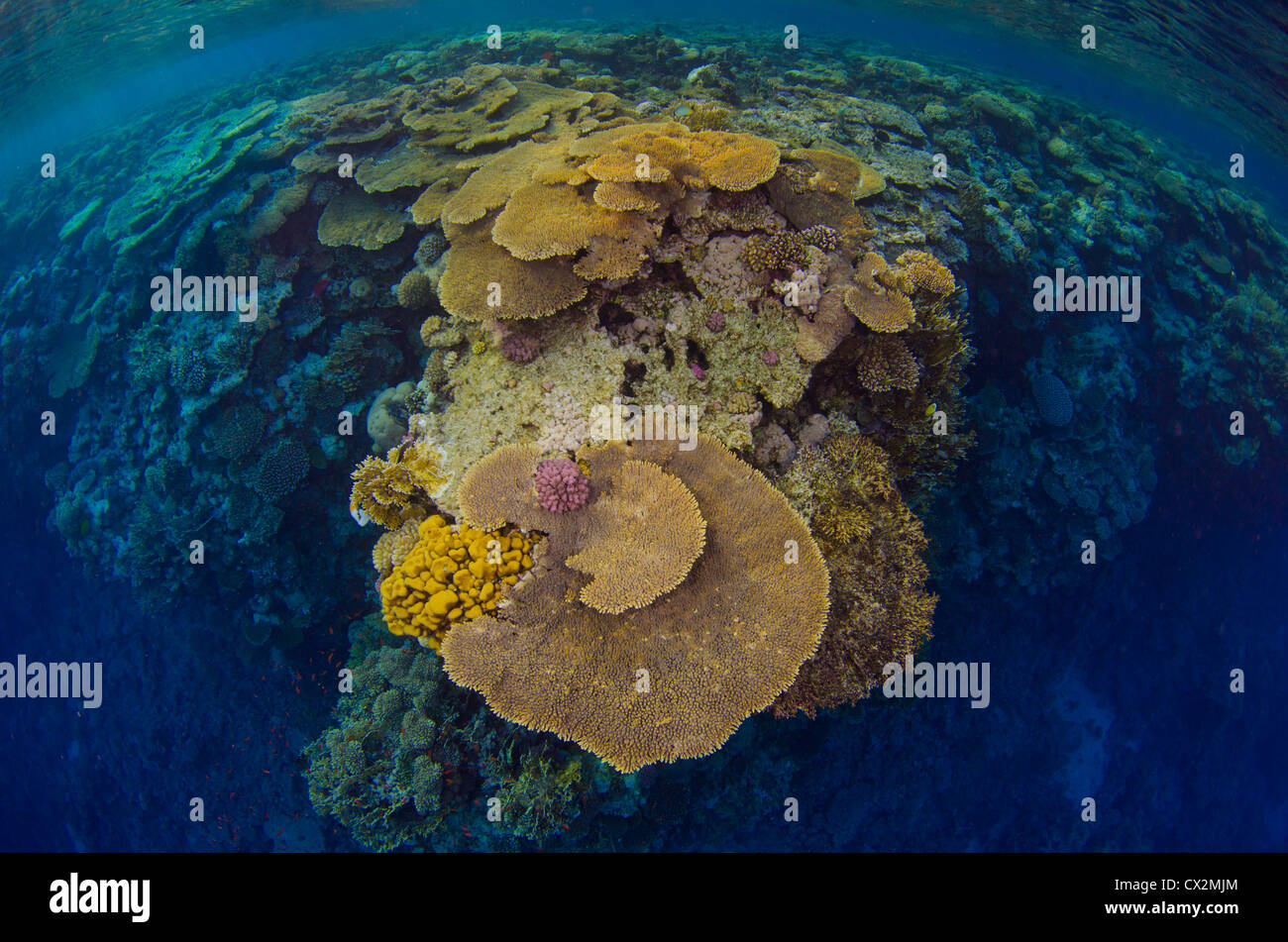 Coral Reef, Mar Rosso, Egitto, oceano mare, acqua poco profonda, l'acqua è blu e coralli duri, corallo, colorato, colore, subacquea, Coral reef. Foto Stock