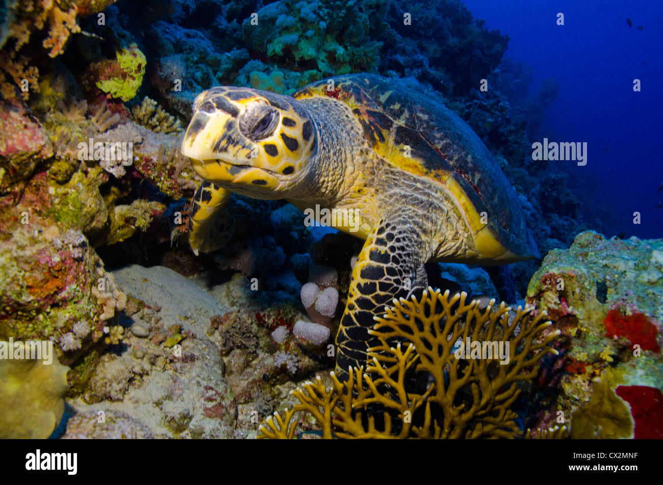 Coral Reef, Mar Rosso, Egitto, tartaruga embricata, reef tropicali, coralli duri, blu acqua, acqua, profondo, scuba diving, Sea Life, mare. Foto Stock