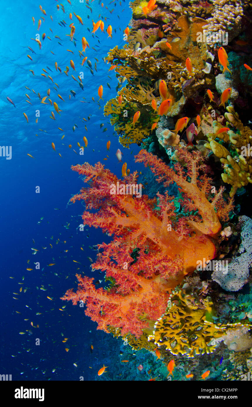 Coral Reef, Mar Rosso, Egitto, fondale Coral reef con coralli duri e anthias pesci nel mare Rosso, Egitto, soft coral, acqua azzurra. Foto Stock
