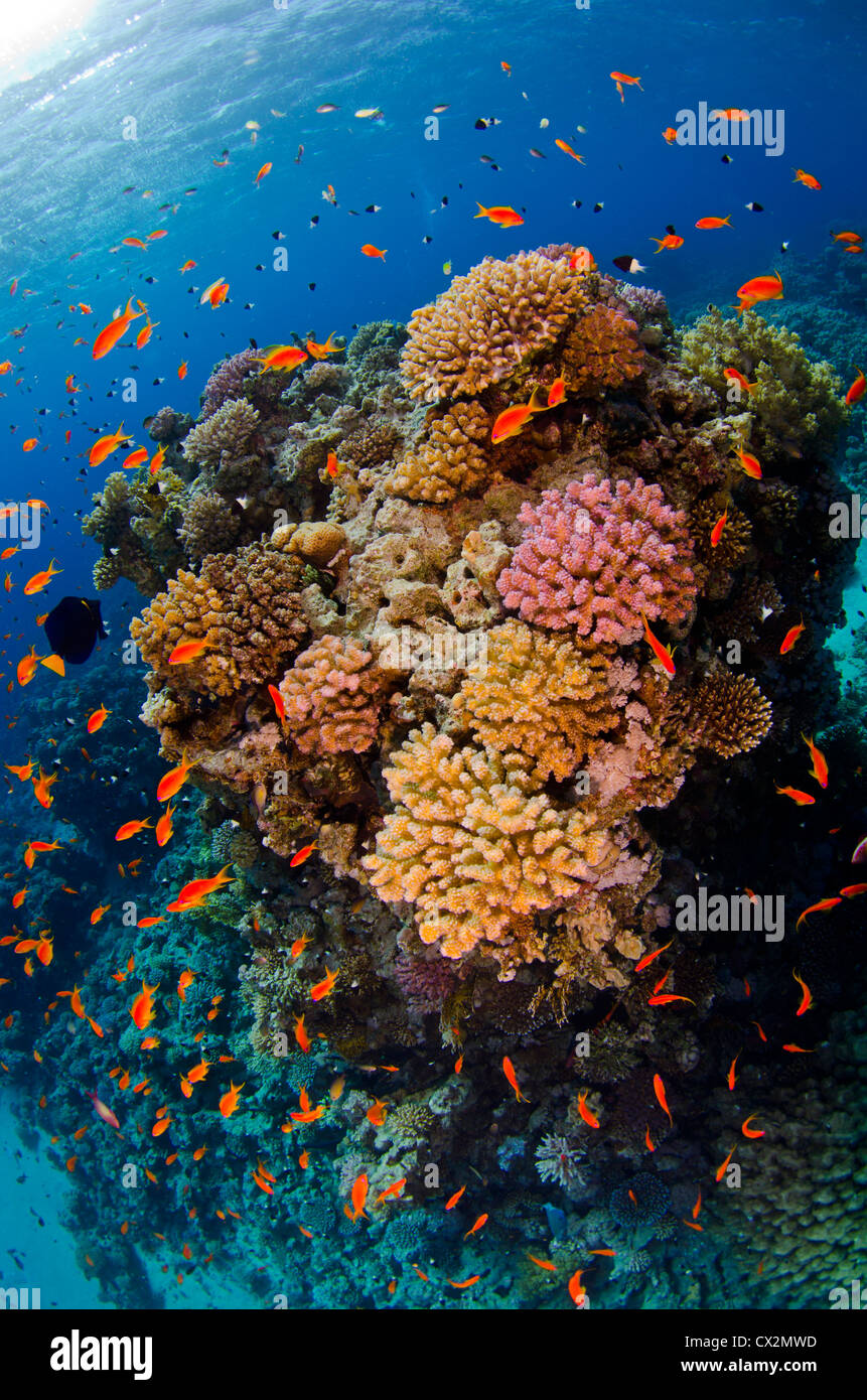 Shallow Coral reef con coralli duri e anthias pesci nel mare Rosso, Egitto, reef tropicali, oceano mare, acqua azzurra, profondo, scuba. Foto Stock