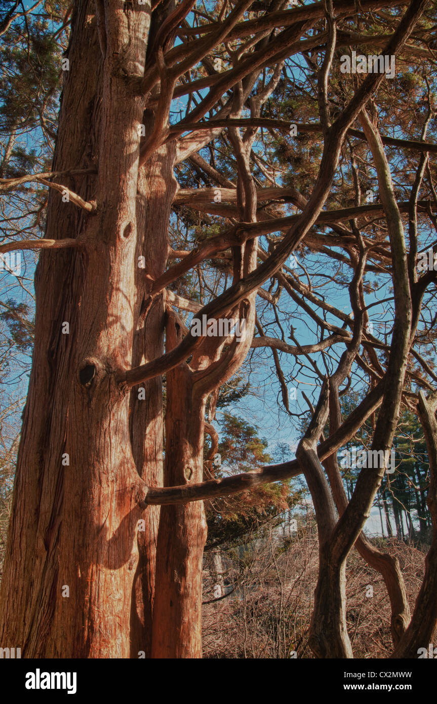 Eastern Redcedar albero a Ipswich River Wildlife Sanctuary, Topsfield, MA. Foto Stock