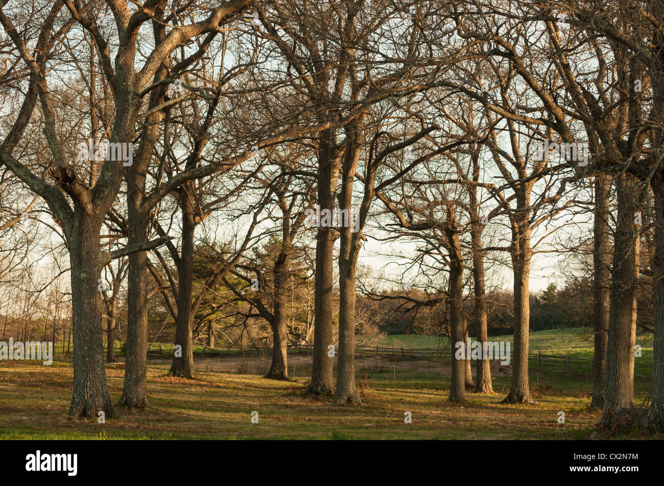 Boschetto di alberi a Appleton Farms in ipswich e Hamilton, Massachusetts. Foto Stock