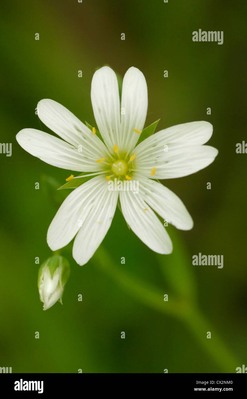 Maggiore Stitchwort Stellaria holostea ritratto di fiorellino aperto e in bud, Essex, può Foto Stock