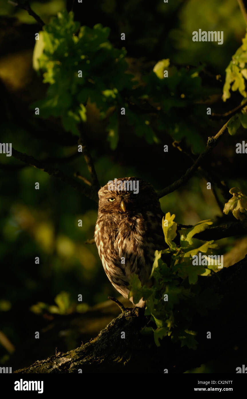 Civetta Athene noctua appollaiato in quercia di prima mattina la luce del sole, Essex, può Foto Stock