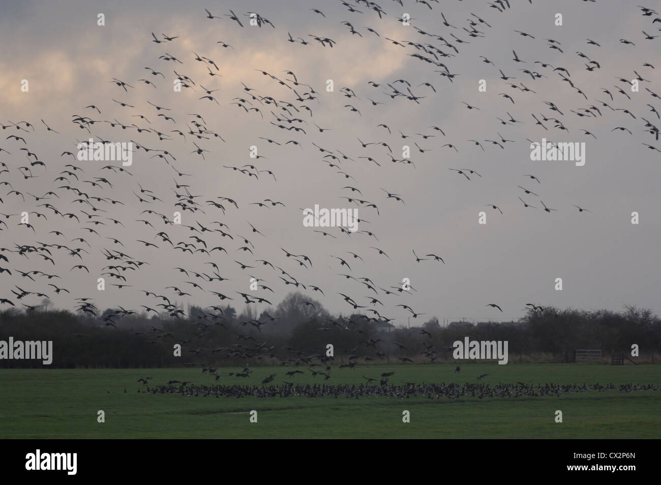 Brent oche Branta bernicla atterraggio su terreni agricoli Old Hall paludi riserva RSPB Essex Dicembre Foto Stock