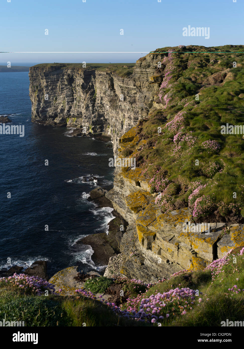 dh Marwick Head BIRSAY ORKNEY Thrift fiori RSPB uccello natura Riserva Coastal Sea Cliff scotland bordo scogliera uccelli regno unito Foto Stock