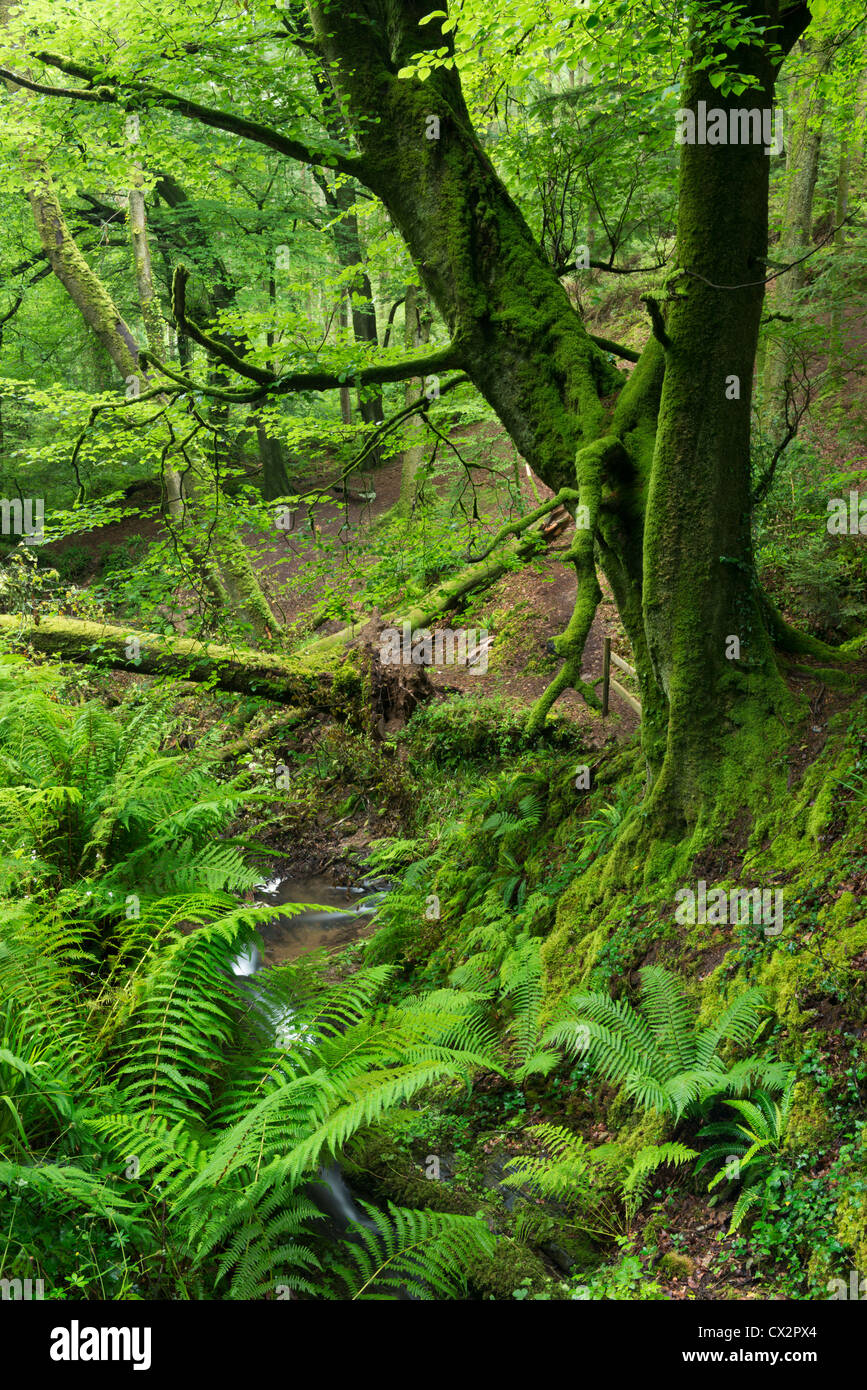 Estate verdi boschi in Buck della Valle di boschi, Devon, Inghilterra. Estate (Agosto 2012). Foto Stock